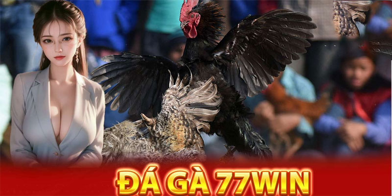 Đá-Gà-77win