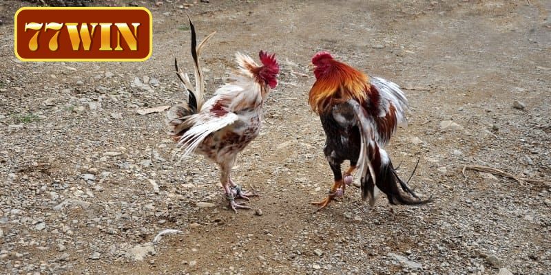 Kỹ năng nhận diện các chiến kê dũng mãnh