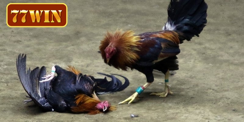 Phương pháp phân tích trận đấu hiệu quả nhất