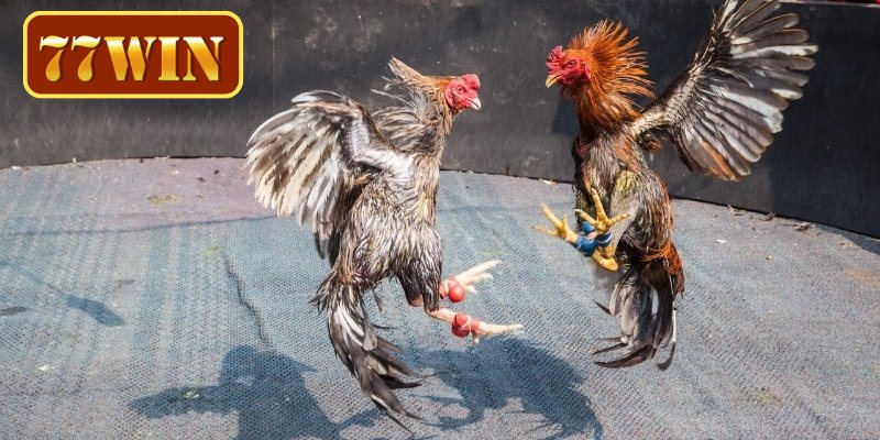 Tìm hiểu những điều thú vị về gà đá Thomo